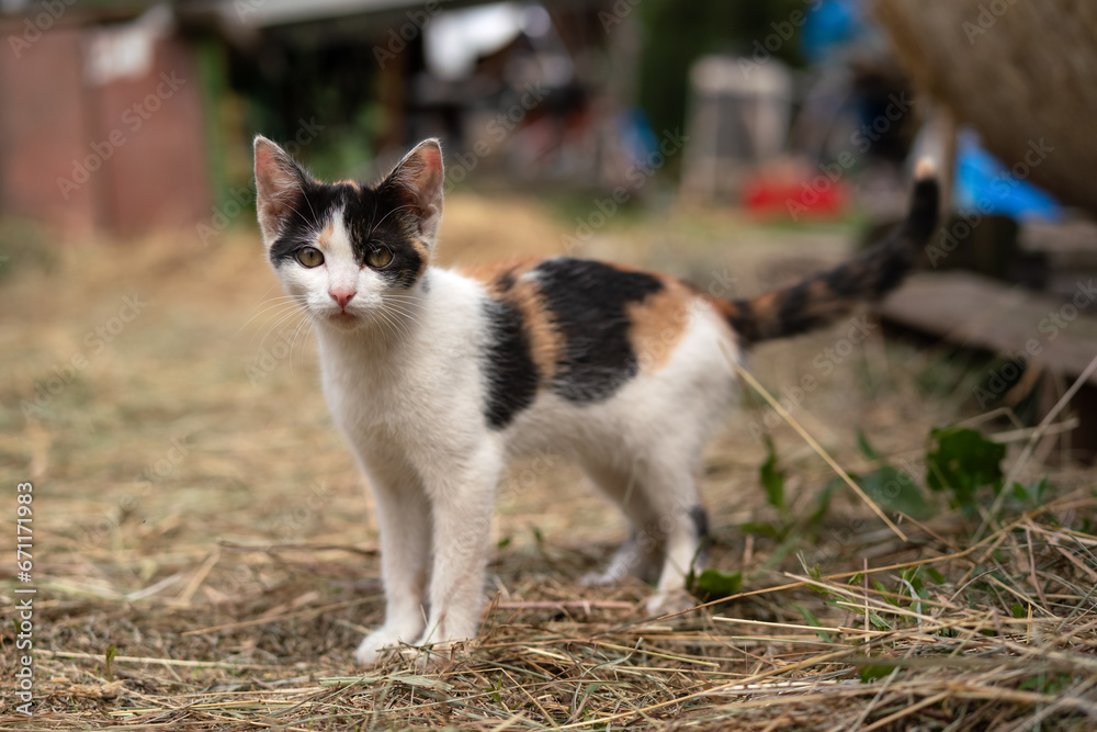 Small white black, beige and white kitten walking on ground at farm, looking curious Small white black, beige and white kitten walking on ground at farm, looking curious