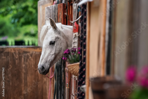 White Arabian horse with brown spots, detail - only head visible out from wooden stables box © Lubo Ivanko