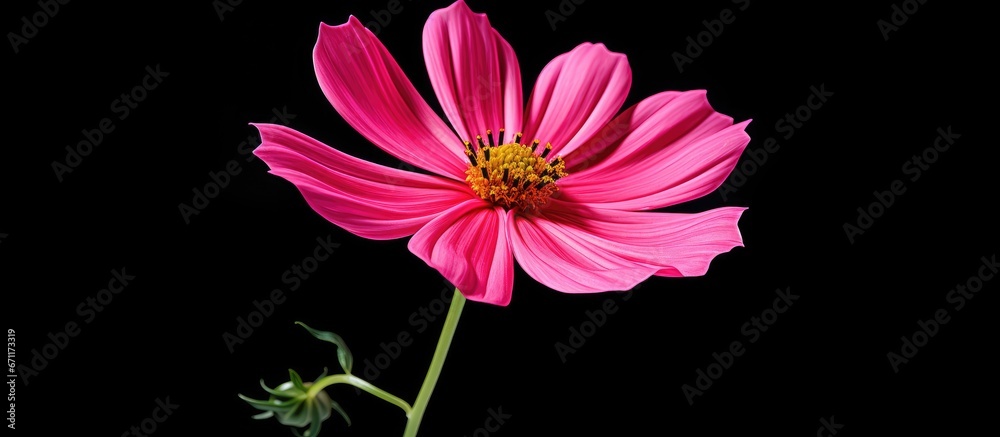 A flower of the cosmos A flower of the cosmos
