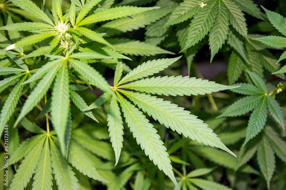 Close up of leaves of a marijuana plane Close up of leaves of a marijuana plane