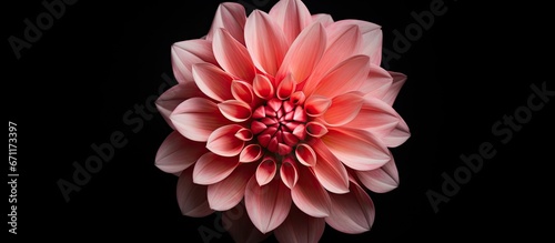 A flower seen from above on a dark background positioned flat and viewed from the top