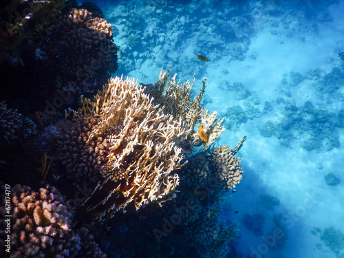 Fototapeta Naklejka Na Ścianę i Meble -  coral reef life