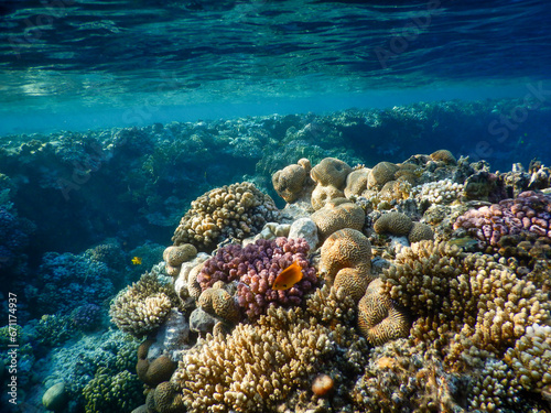 coral reef life © Goffredo Iacobino