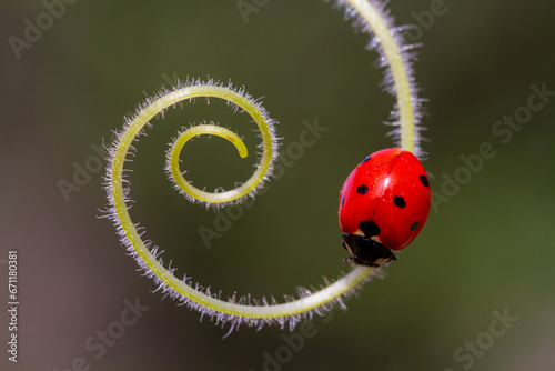 Coccinella septempunctata