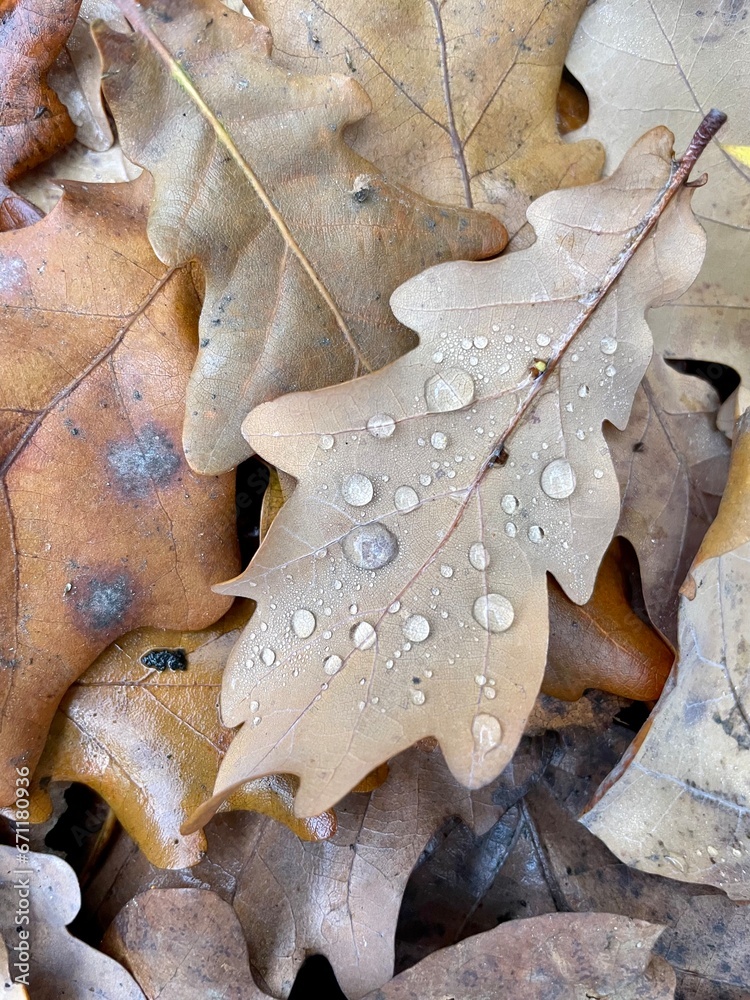fallen brown dry oak leaves with drops fallen brown dry oak leaves with drops