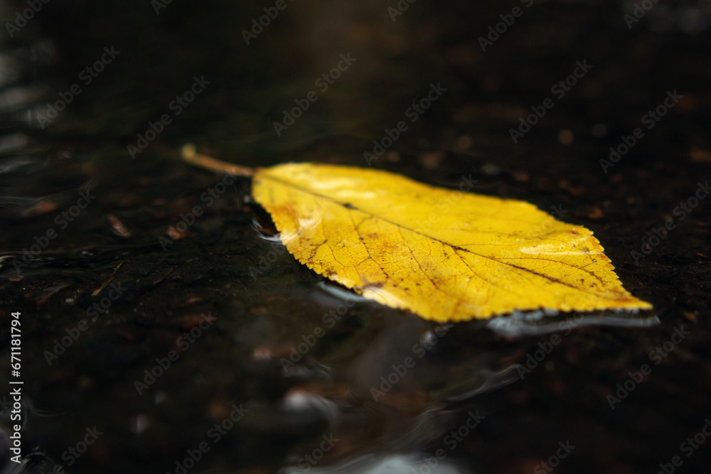 Close-up of a yellow fallen leaf on wet asphalt, rainy weather, autumn, isolate, paste text, copy space Close-up of a yellow fallen leaf on wet asphalt, rainy weather, autumn, isolate, paste text, copy space