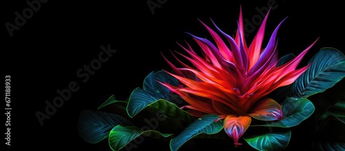 A member of the bromeliad flower family this plant thrives in tropical climates photo