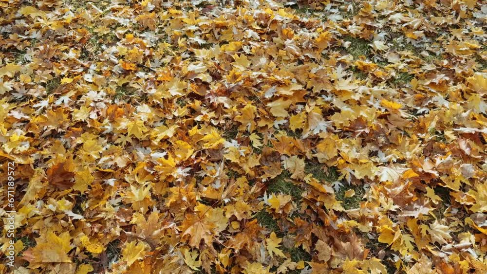 Autumn leaves lying in the sun. Leaves fall to the ground Autumn leaves lying in the sun. Leaves fall to the ground