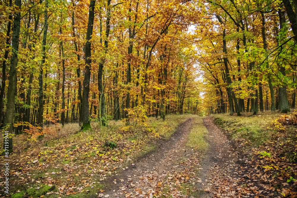 Dirt path through amazing golden autumn oak forest
