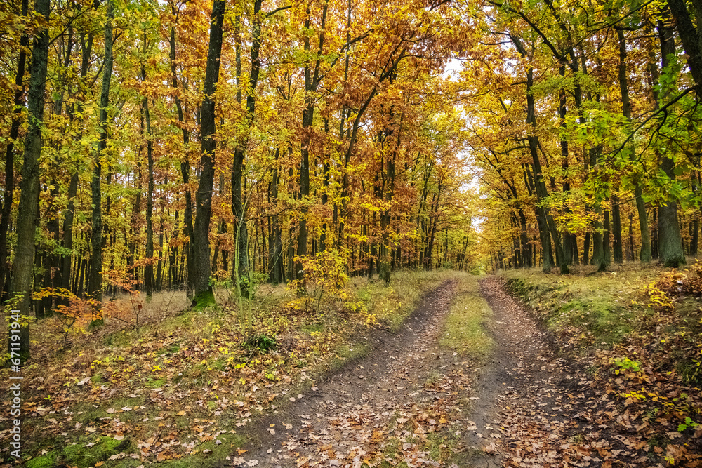 Dirt path through amazing golden autumn oak forest Dirt path through amazing golden autumn oak forest