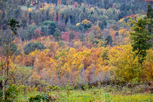 Mosaic of brightly colored treetops of autumn forest