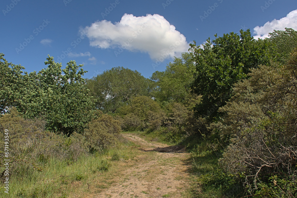 Sunny hiking trail through the dunes with trees and shrubs of `De Westhoek` nature reserve on a suny summer day , De Panne, Belgium