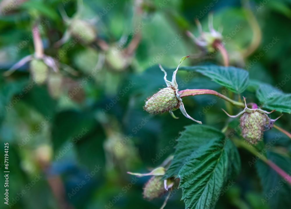 Unripe raspberries close-up on the background of greenery in summer Unripe raspberries close-up on the background of greenery in summer