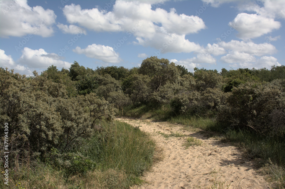 Sunny hiking trail through the dunes with trees and shrubs of `De Westhoek` nature reserve on a suny summer day , De Panne, Belgium