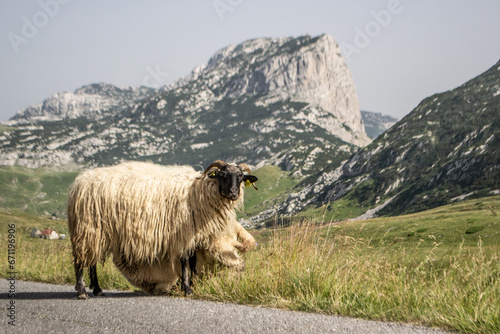 owce na pastwisku, Durmitor, góry, Czarnogóra, Montenegro, Europe, baran