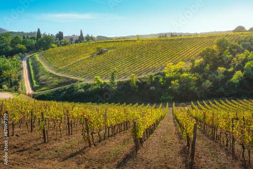 Montalcino vineyards in autumn. Tuscany region, Italy