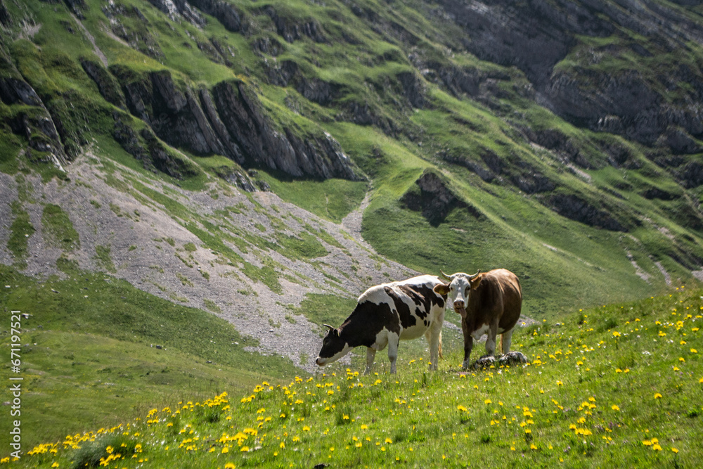 krowy na łące w górach, Durmitor, Czarnogóra, Montenegro, Europe