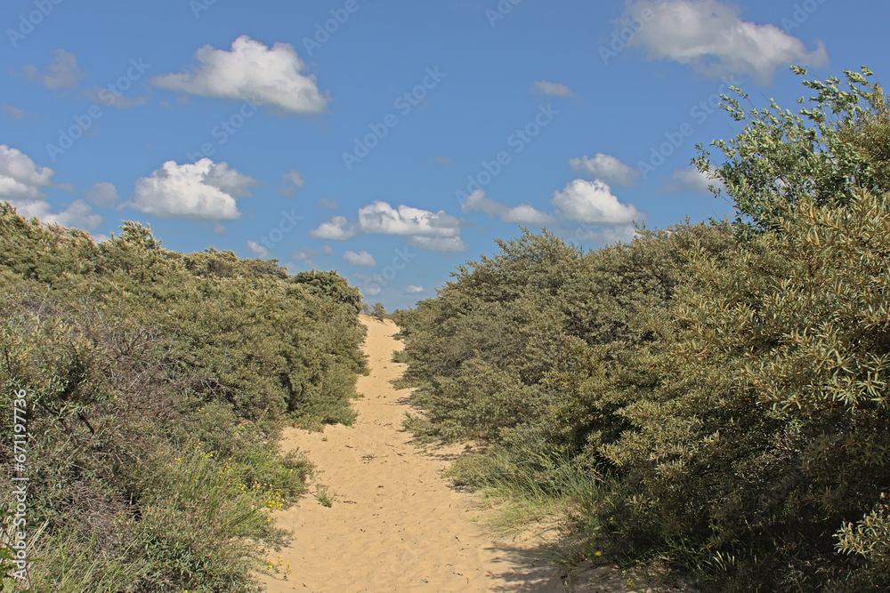 Fototapeta premium Sunny hiking trail through the dunes with trees and shrubs of `De Westhoek` nature reserve on a suny summer day , De Panne, Belgium