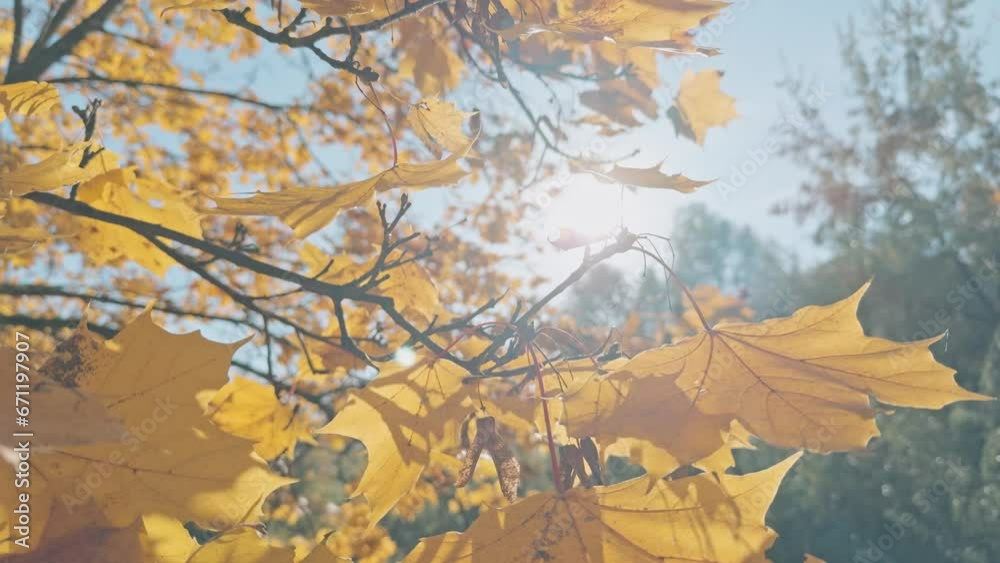 Bright sun through autumn leaves Bright sun through autumn leaves