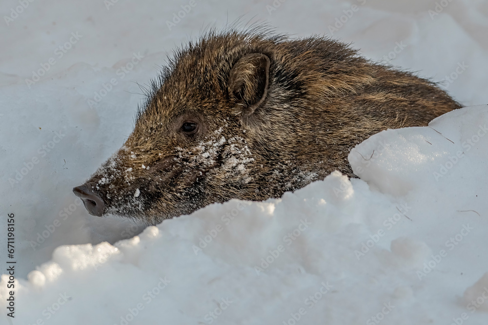 WIld boar (Sus scrofa) with snowy snout walking in tall snow. Feral hog in the snow. Alps Mountains. Italy. Horizontal.