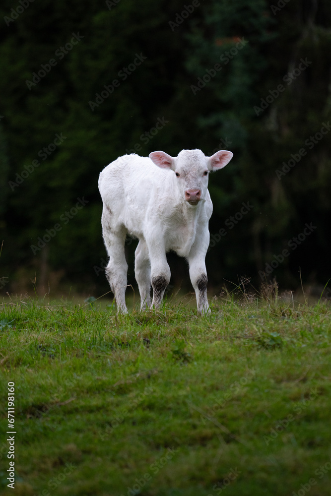Obraz premium Baby Cow