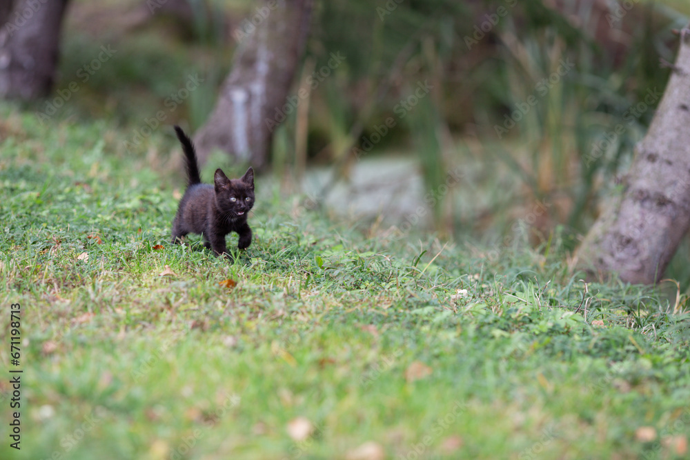 Fototapeta premium Schwarze Baby Katze am Teig