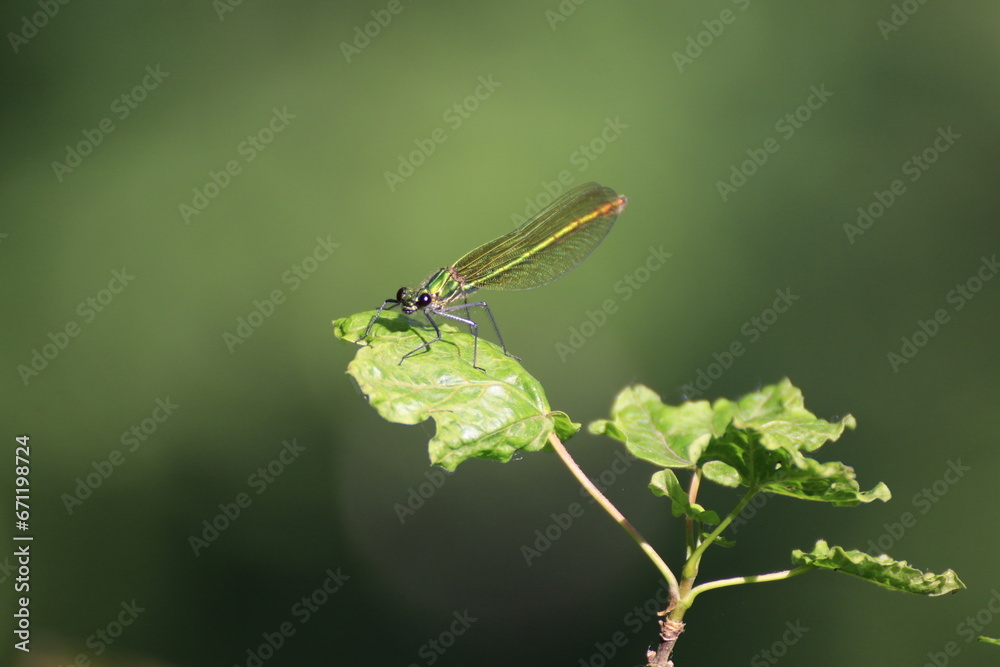 Libelle (Odonata) Libelle (Odonata)