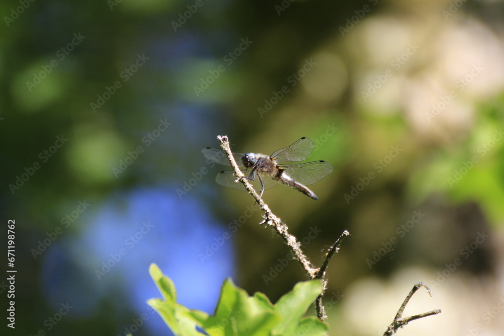 Libelle (Odonata) Libelle (Odonata)