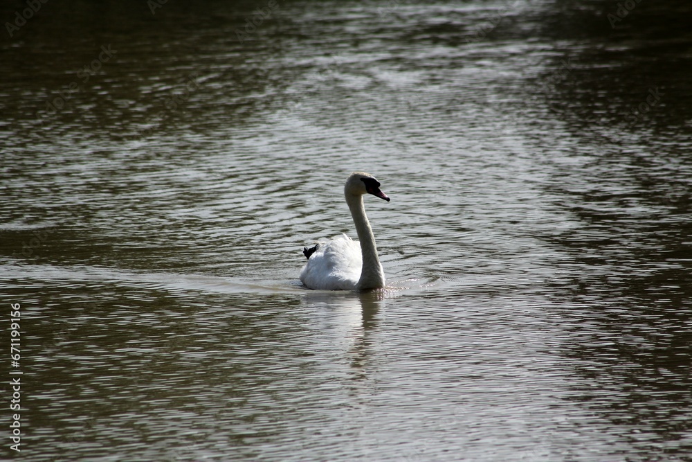 Duck on the lake 