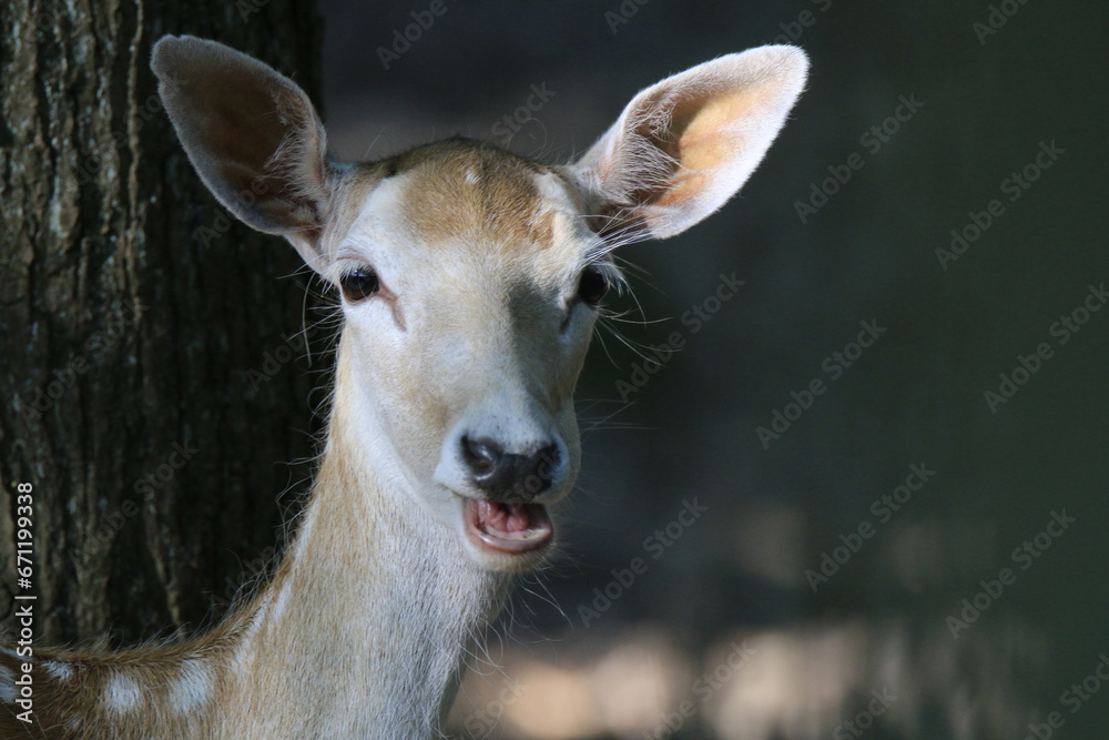 Fototapeta premium Reh (Capreolus capreolus)