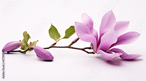 An isolated, purplish Magnolia felix atop a white surface. © ckybe