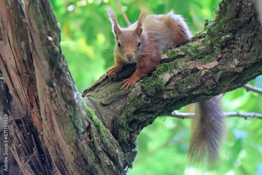 Obraz premium Eichhörnchen (Sciurus)