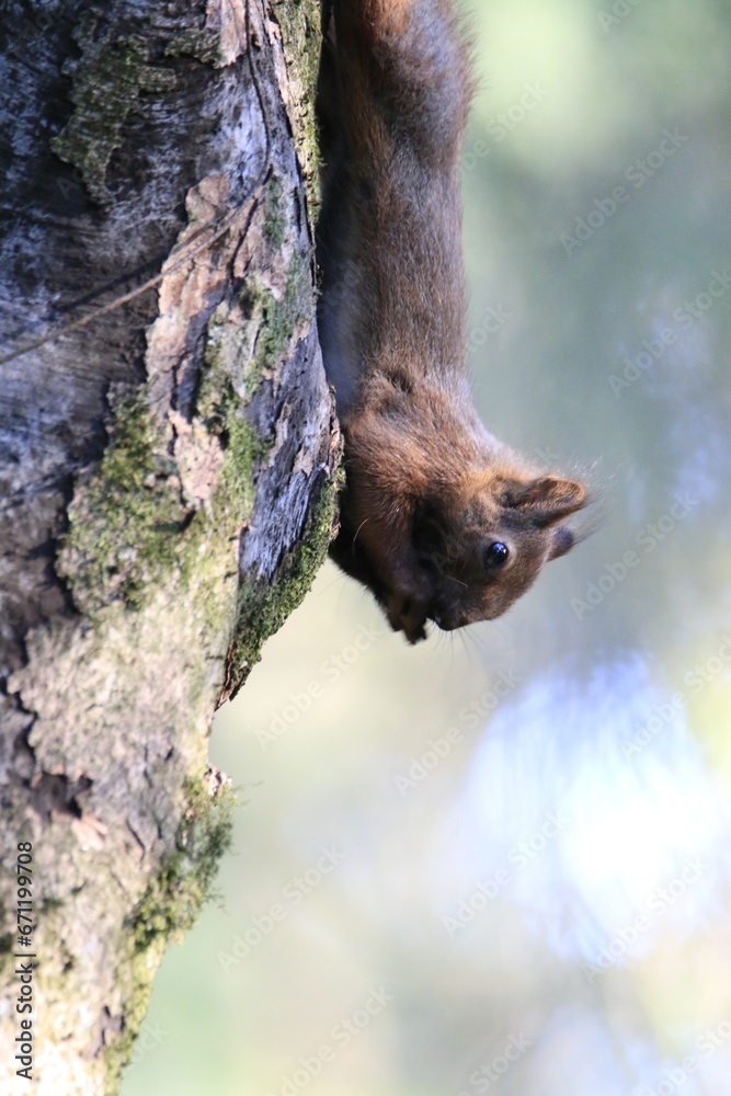 Eichhörnchen (Sciurus) Eichhörnchen (Sciurus)