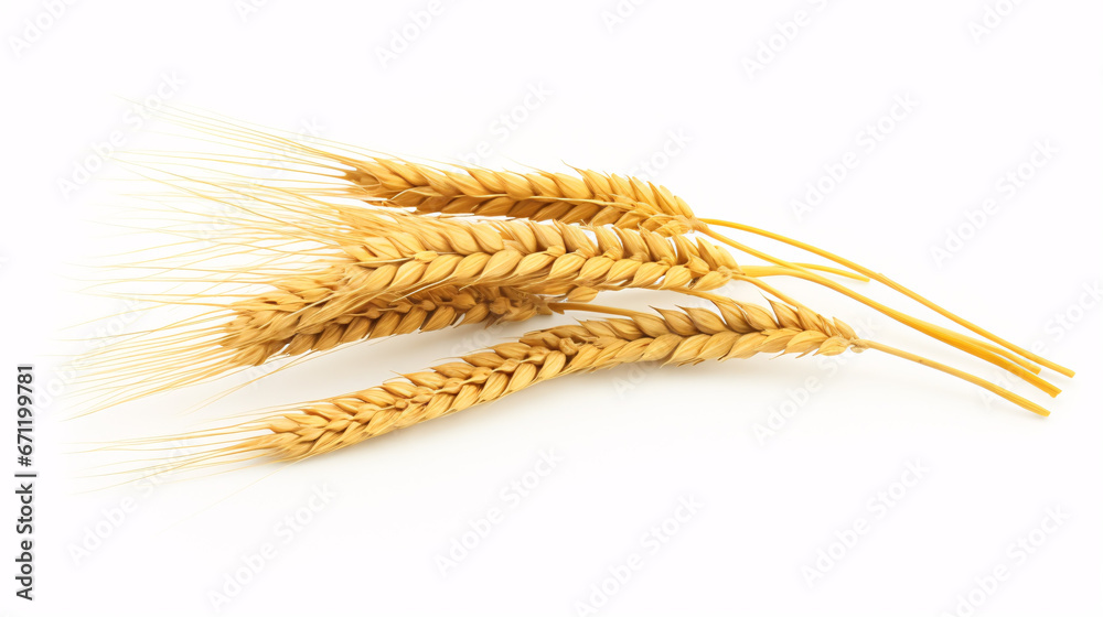Grain of wheat in detailed focus, surrounded by pure white, representing growing. Grain of wheat in detailed focus, surrounded by pure white, representing growing.