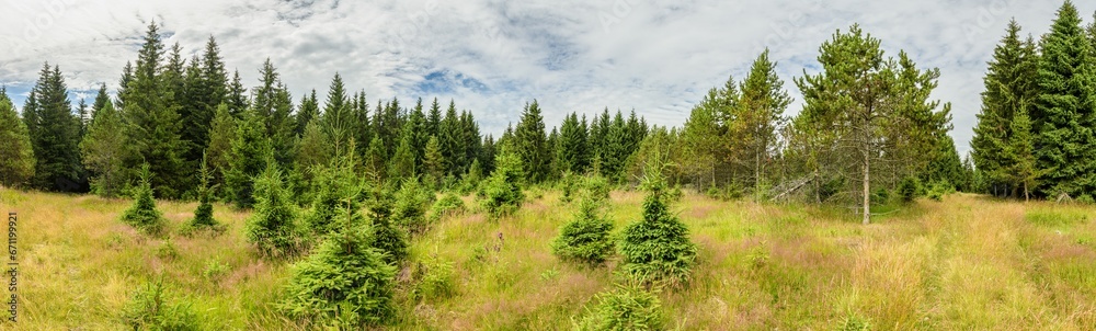 panorama pine and spruce forest and meadow in higher altitudes