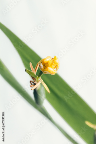 yellow bud flower and green leaves background