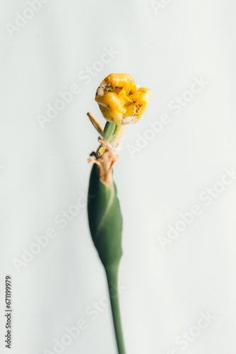 yellow flower bud