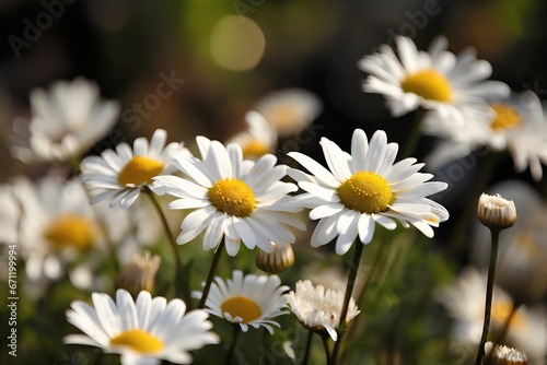 Daisy flowers in the garden on a sunny day. Chamomile field. Generative AI.