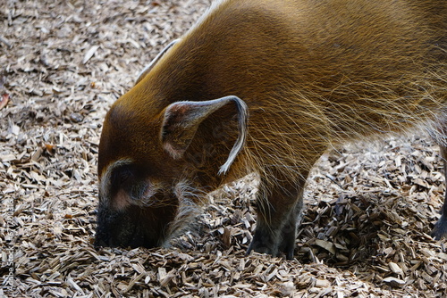 Nahaufnahme eines Pinselohrschweines mit der Schnuffel im Mulch