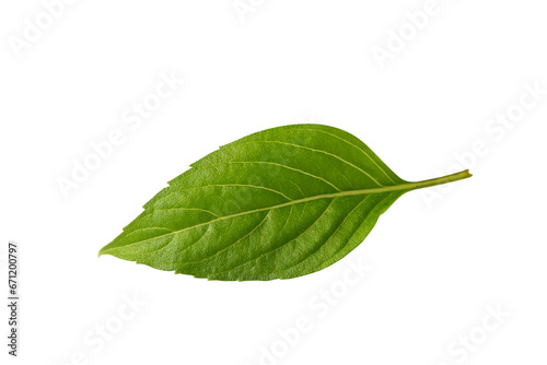 Isolated green organic Thai basil leaf 