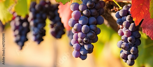 A shallow depth of field captures a close up view of a cluster of grapes on a grapevine growing in a vineyard