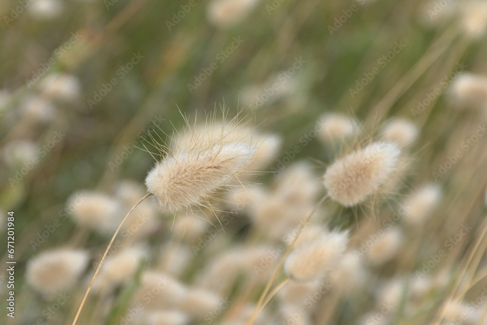 Hare`s tail grass - Lagurus ovatus