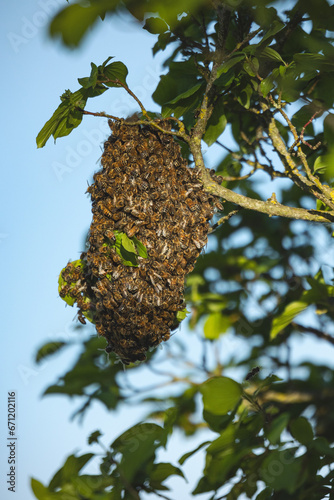 Bienenschwarm / Wildbienen photo