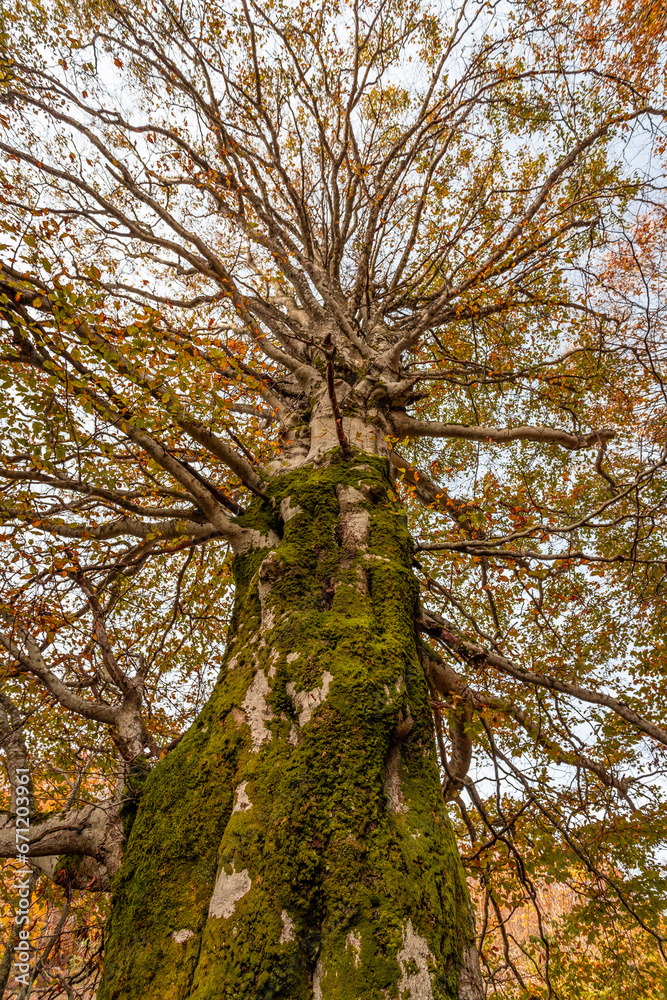Fototapeta premium Fall foliage in Italian appenines.