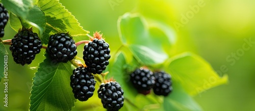 A bunch of ripe blackberries growing on a bush against a blurred green backdrop photo