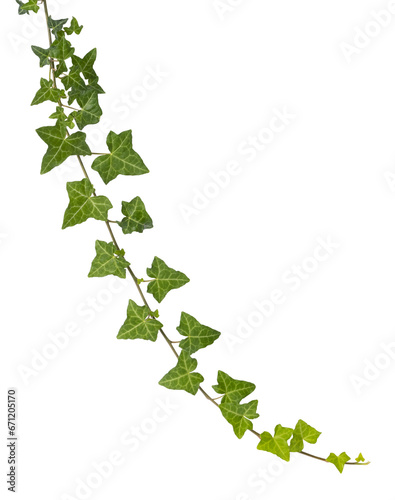 Liane d'Hedera helix