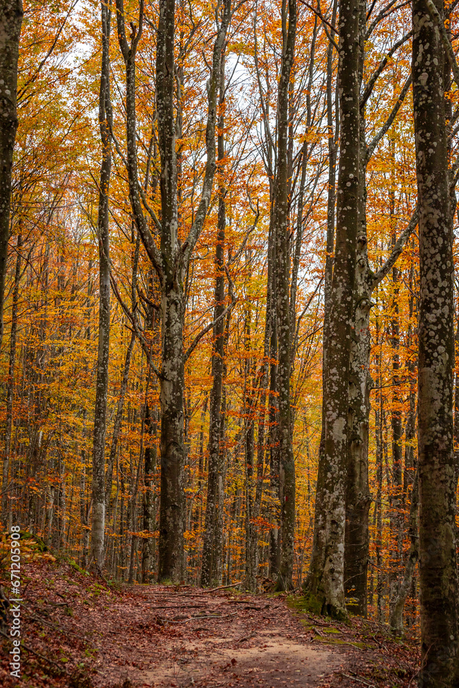 Obraz premium Fall foliage in Italian appenines.