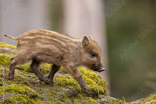 Bilde på lerret Wildschwein