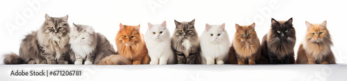 group of cats in a row banner © RobsArt