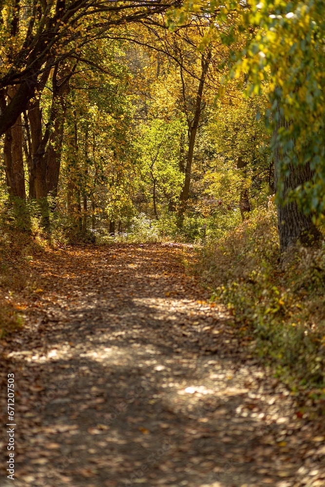 Obraz premium Fall day at the park